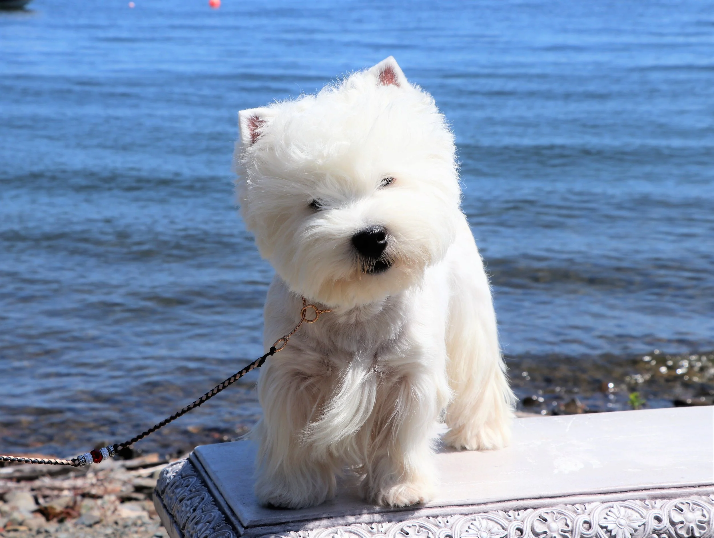 West highland best sale white terrier puppies